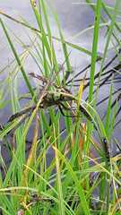 Somatochlora alpestris