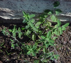 Nepeta × faassenii