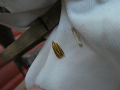 Sparganothis tristriata