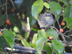 Setophaga coronata auduboni