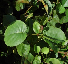 Alnus cordata