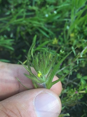 Castilleja tenuis