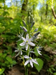 Camassia scilloides