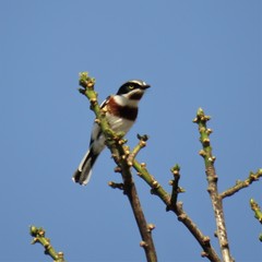 Batis molitor molitor