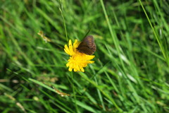Erebia epiphron
