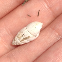 Brephulopsis cylindrica