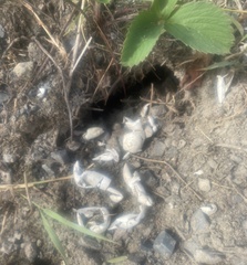 Chrysemys picta marginata