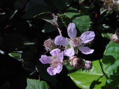 Rubus rubritinctus