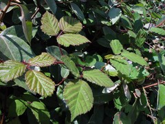 Rubus rubritinctus