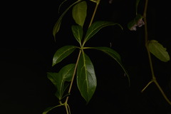 Cissus sterculiifolia
