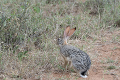 Lepus victoriae