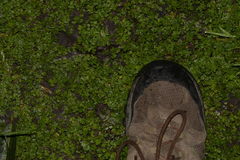 Hydrocotyle tripartita