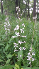 Iodanthus pinnatifidus