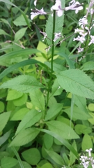 Iodanthus pinnatifidus