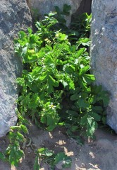 Raphanus raphanistrum landra