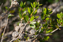 Leptospermum turbinatum