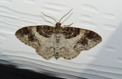 Hydrelia condensata