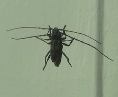 Elaphidion