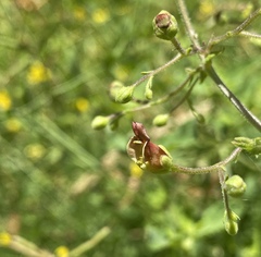 Scrophularia scorodonia