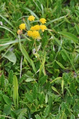 Bupleurum ranunculoides