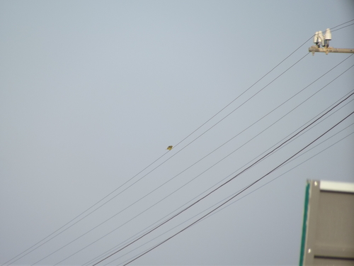 Brimstone Canary (Crithagra sulphurata), photo 10