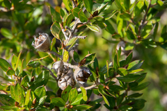 Leptospermum turbinatum