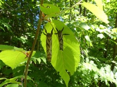 Sthenopis argenteomaculatus