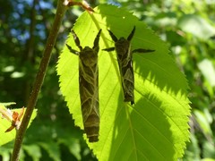 Sthenopis argenteomaculatus