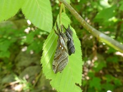 Sthenopis argenteomaculatus