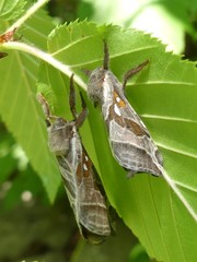 Sthenopis argenteomaculatus