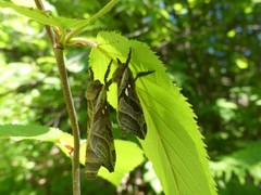 Sthenopis argenteomaculatus