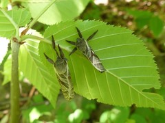 Sthenopis argenteomaculatus