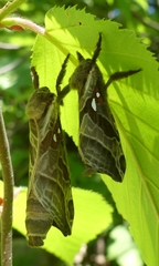 Sthenopis argenteomaculatus