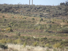 Galerida magnirostris magnirostris