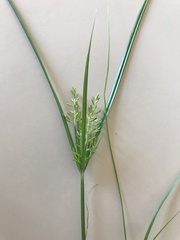 Cyperus iria