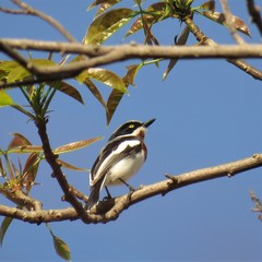 Batis molitor molitor