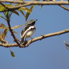 Batis molitor molitor