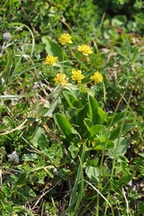 Bupleurum ranunculoides