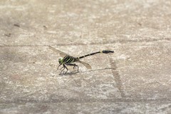 Labrogomphus torvus