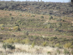 Galerida magnirostris magnirostris