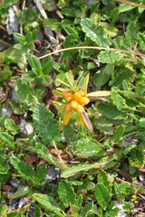 Daphne striata