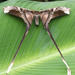 Copiopteryx semiramis - Photo (c) Steven Easley, μερικά δικαιώματα διατηρούνται (CC BY-NC), uploaded by Steven Easley
