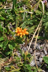 Daphne striata