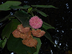 Dombeya wallichii