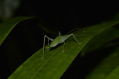 Mastighaphoides haffneri