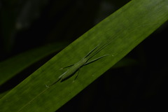 Mastighaphoides haffneri