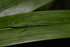 Mastighaphoides haffneri