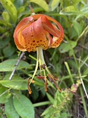 Lilium michauxii