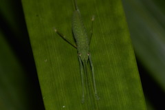 Mastighaphoides haffneri