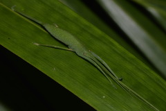 Mastighaphoides haffneri